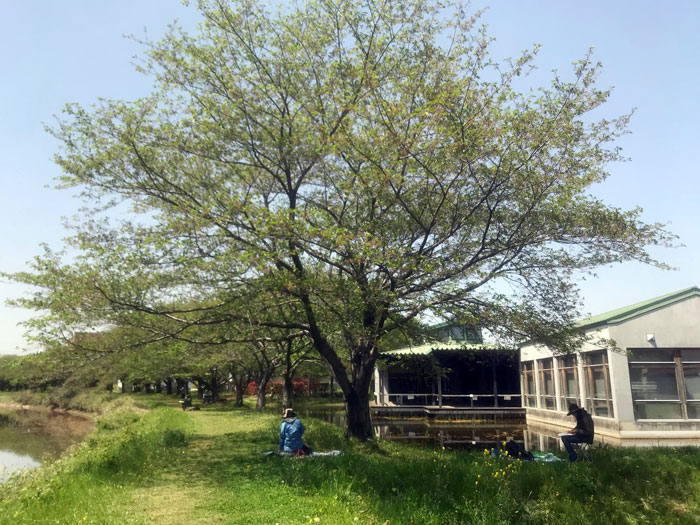 �ѥƥ������趵�����趵���μ�����������