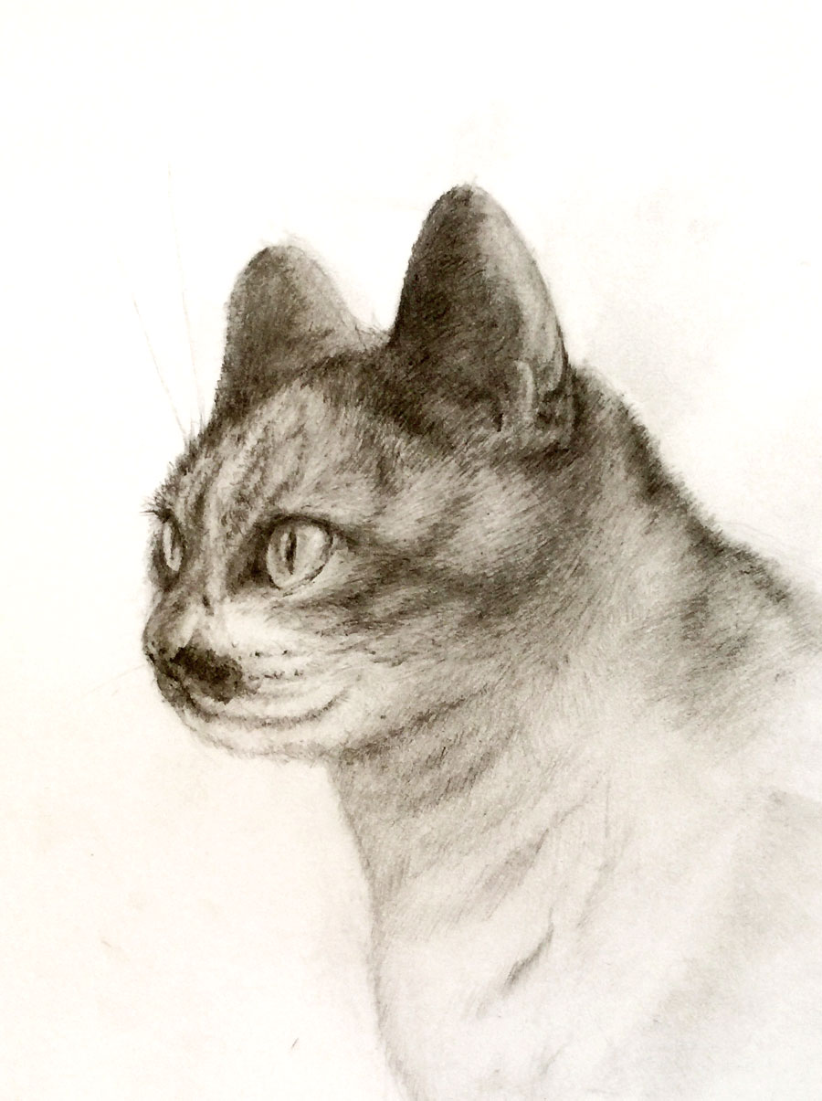 猫 デッサン