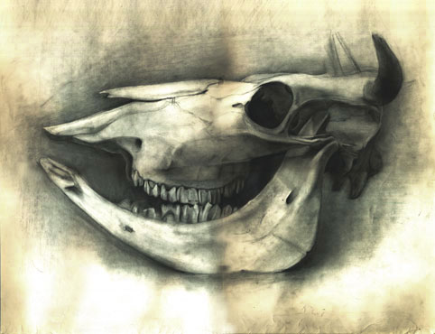 牛の骨 鉛筆デッサン