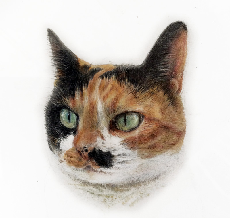 猫 色鉛筆デッサン